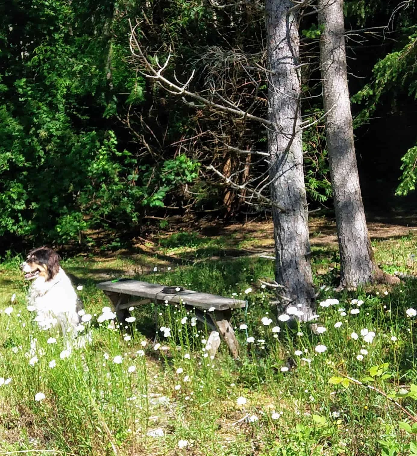 Port Susan Camping Club
