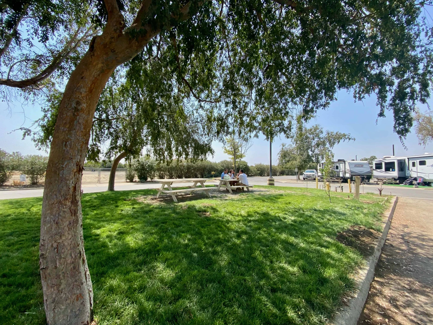 Almond Tree Oasis