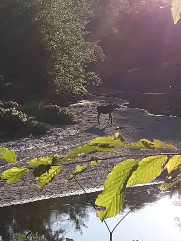 Baker River Campground