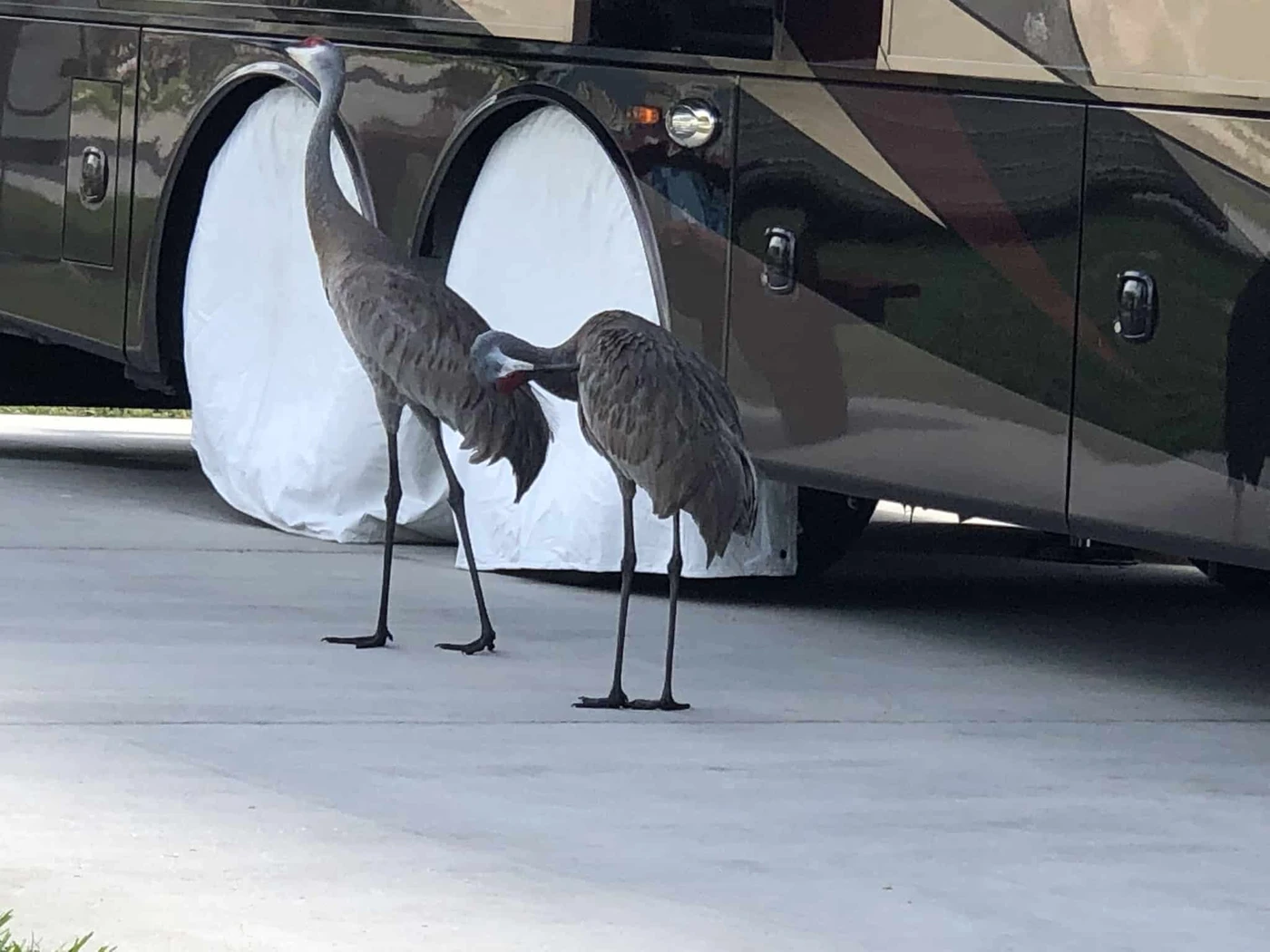 Quail Run RV Resort