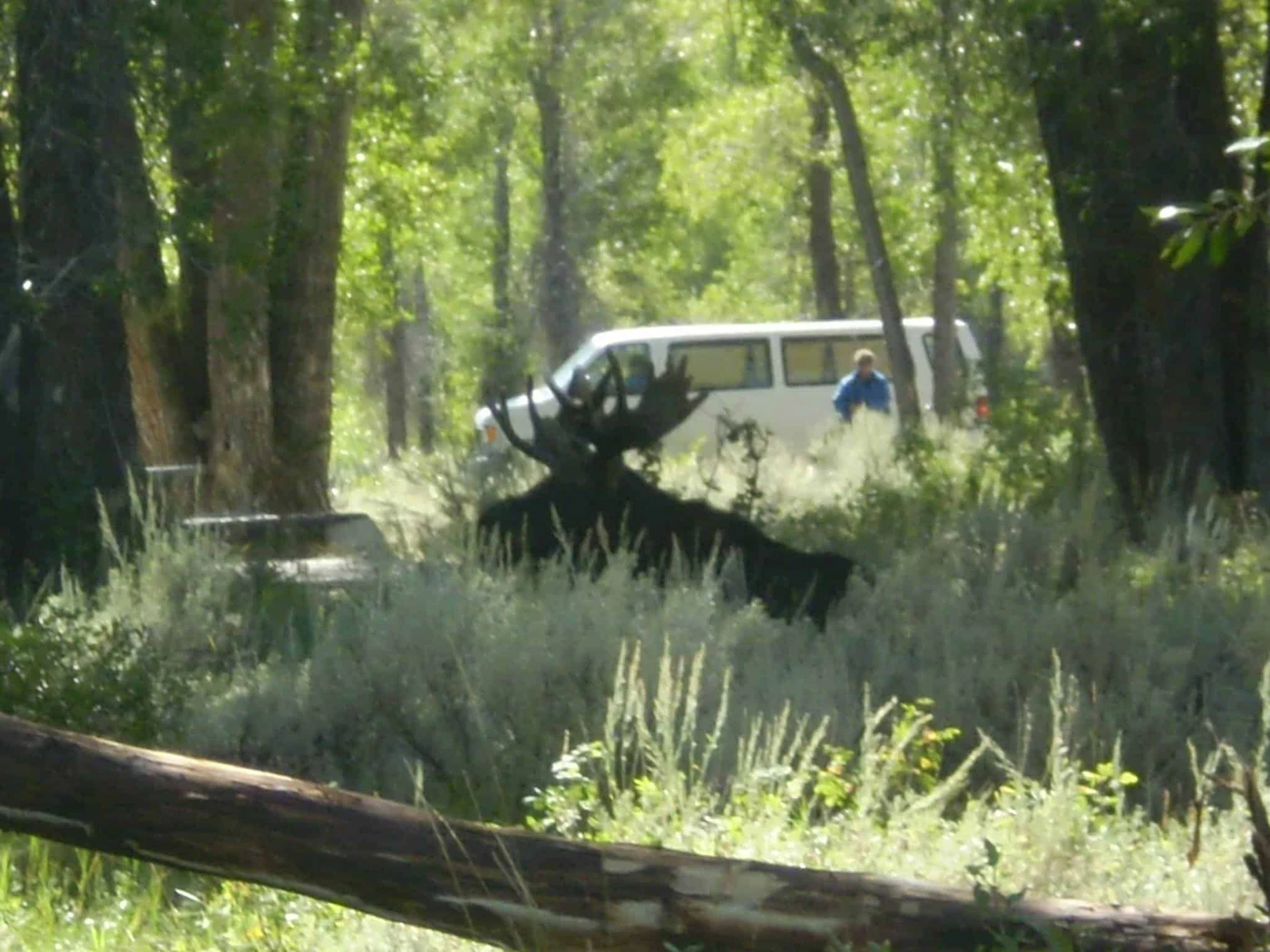 Gros Ventre Campground