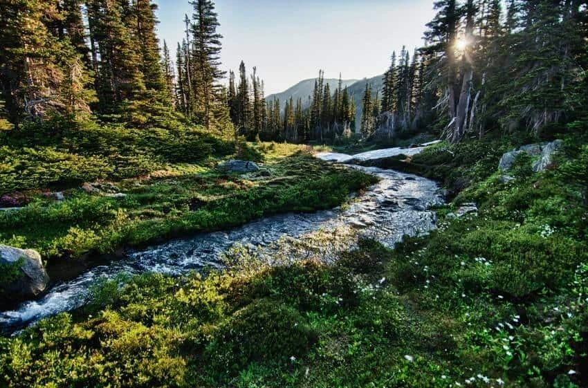 Washington State Park - Section 1