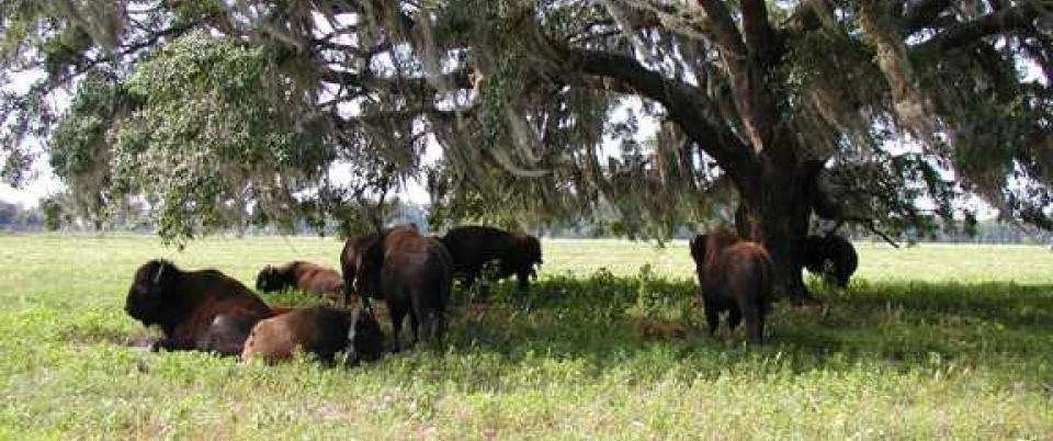 Paynes Prairie Preserve State Park