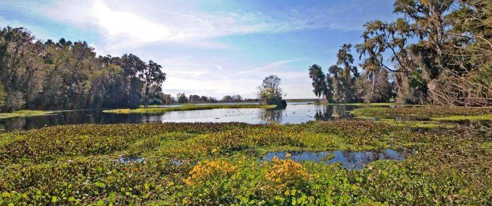 Paynes Prairie Preserve State Park