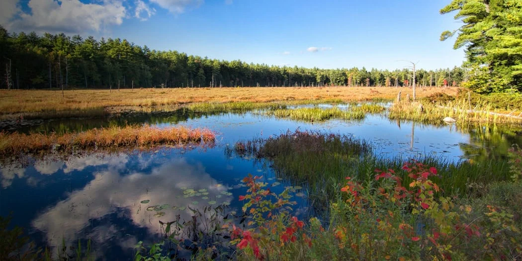 Pawtuckaway State Park - Neil Cove