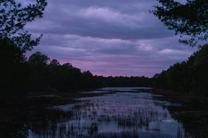 Bass River State Forest - South Shore