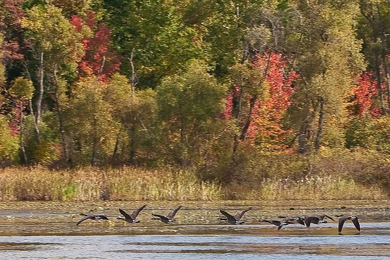 Brighton State Recreation Area - Bishop Lake Campground