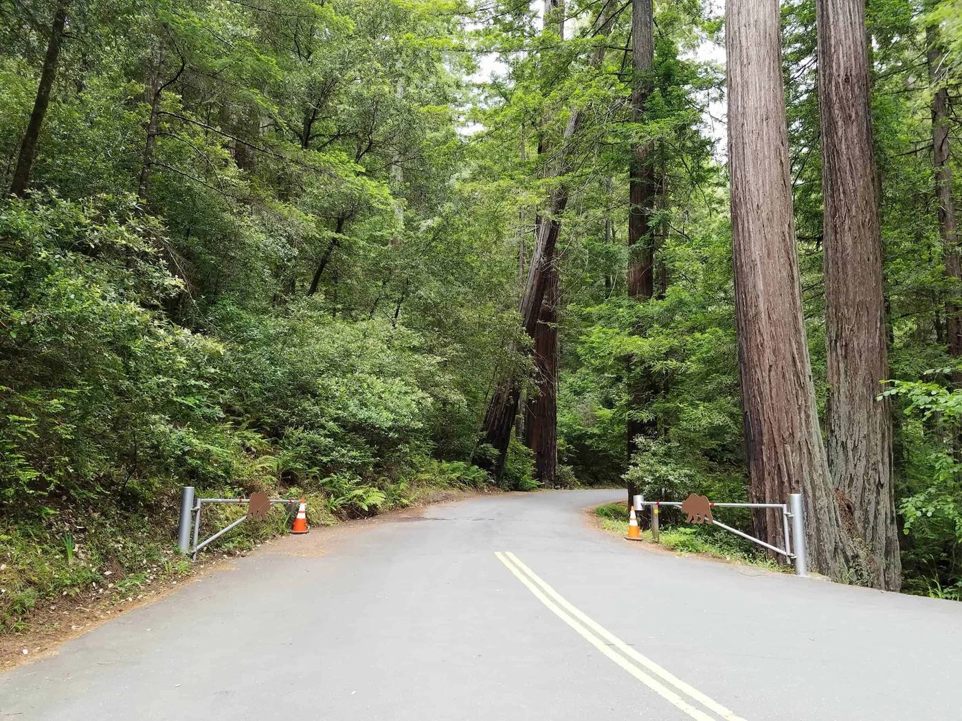 Hidden Springs Campground - Humboldt Redwoods State Park