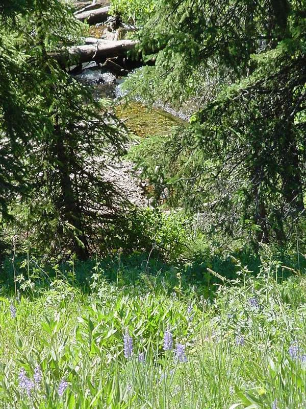 Soda Butte Campground