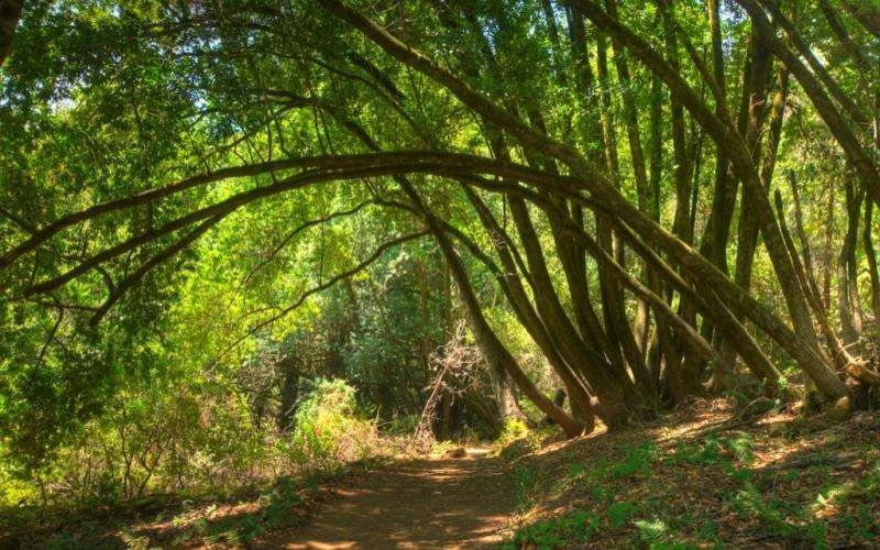 Huddart Park - Toyon Campground