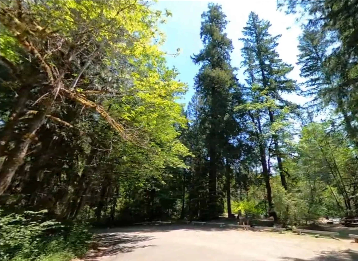 McKenzie Bridge Campground