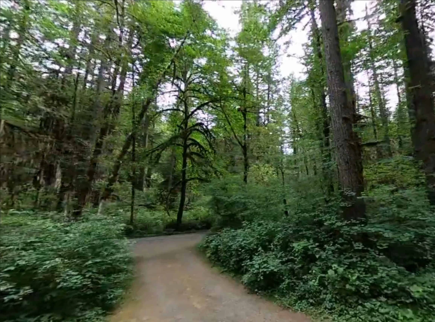 Cold Water Cove Campground - Willamette NF (OR)