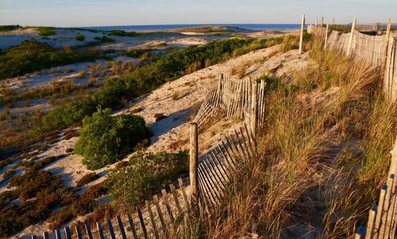 Cape Henlopen State Park