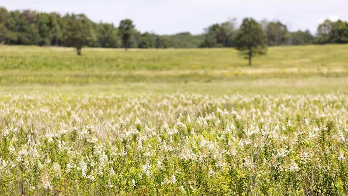 Shanendoah National Park - Big Meadows