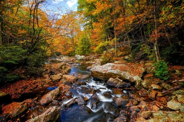 Panther State Forest