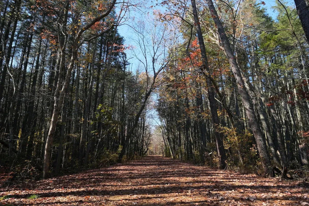 Wharton State Forest - Batona Campground
