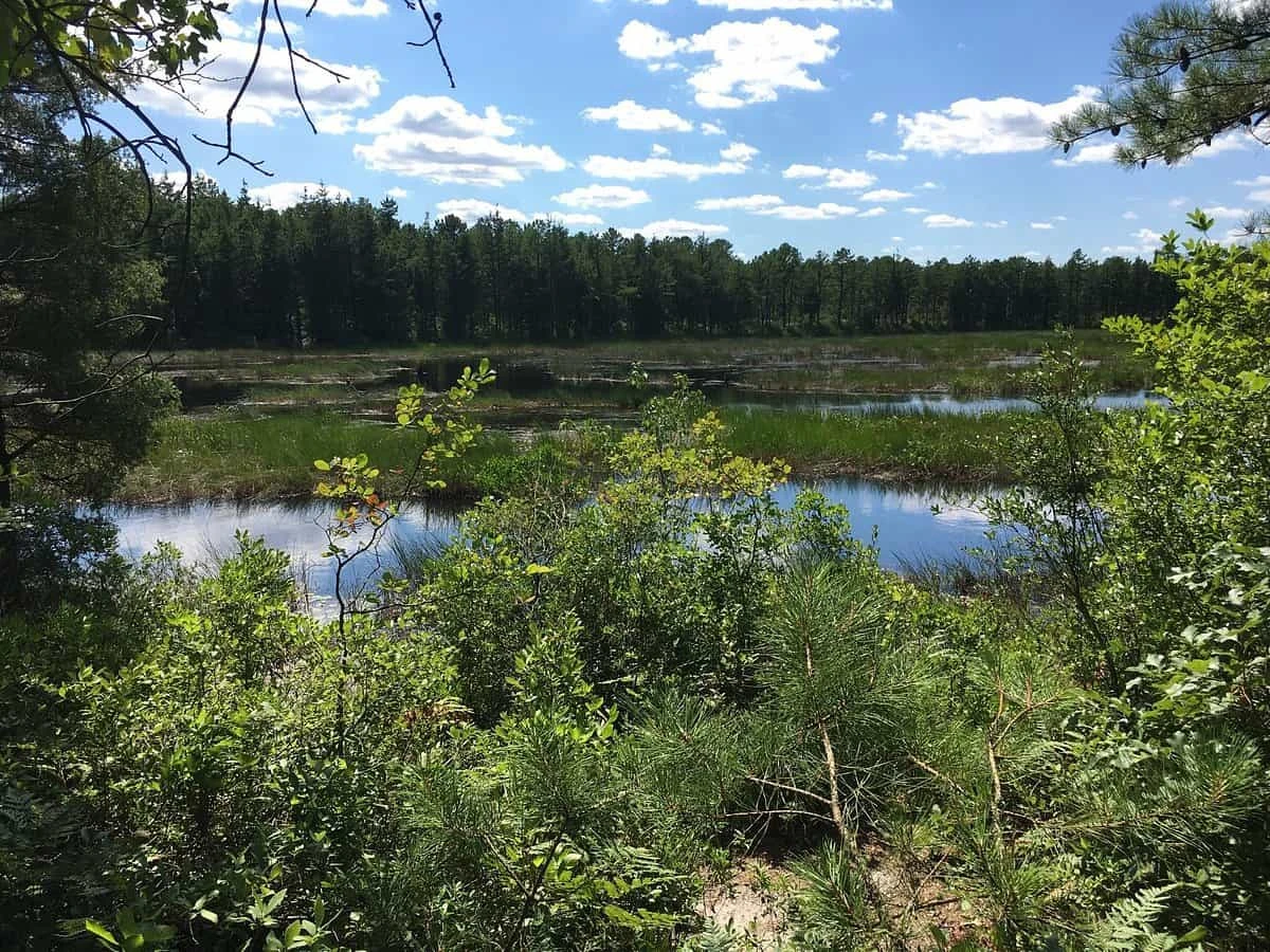 Wharton State Forest - Bodine Field Campground
