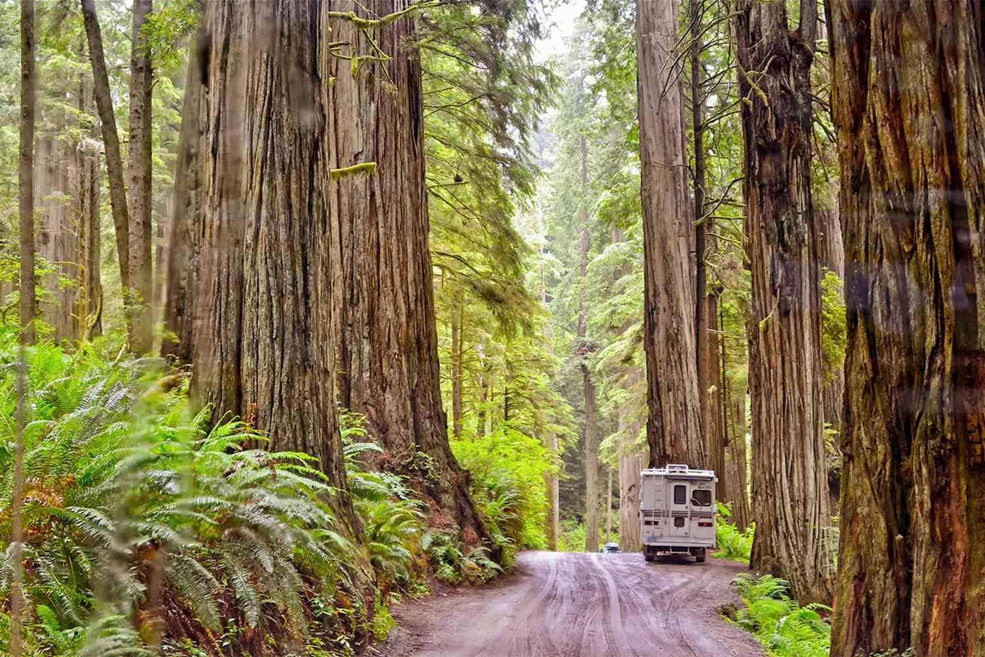 Jedediah Smith Redwoods State Park