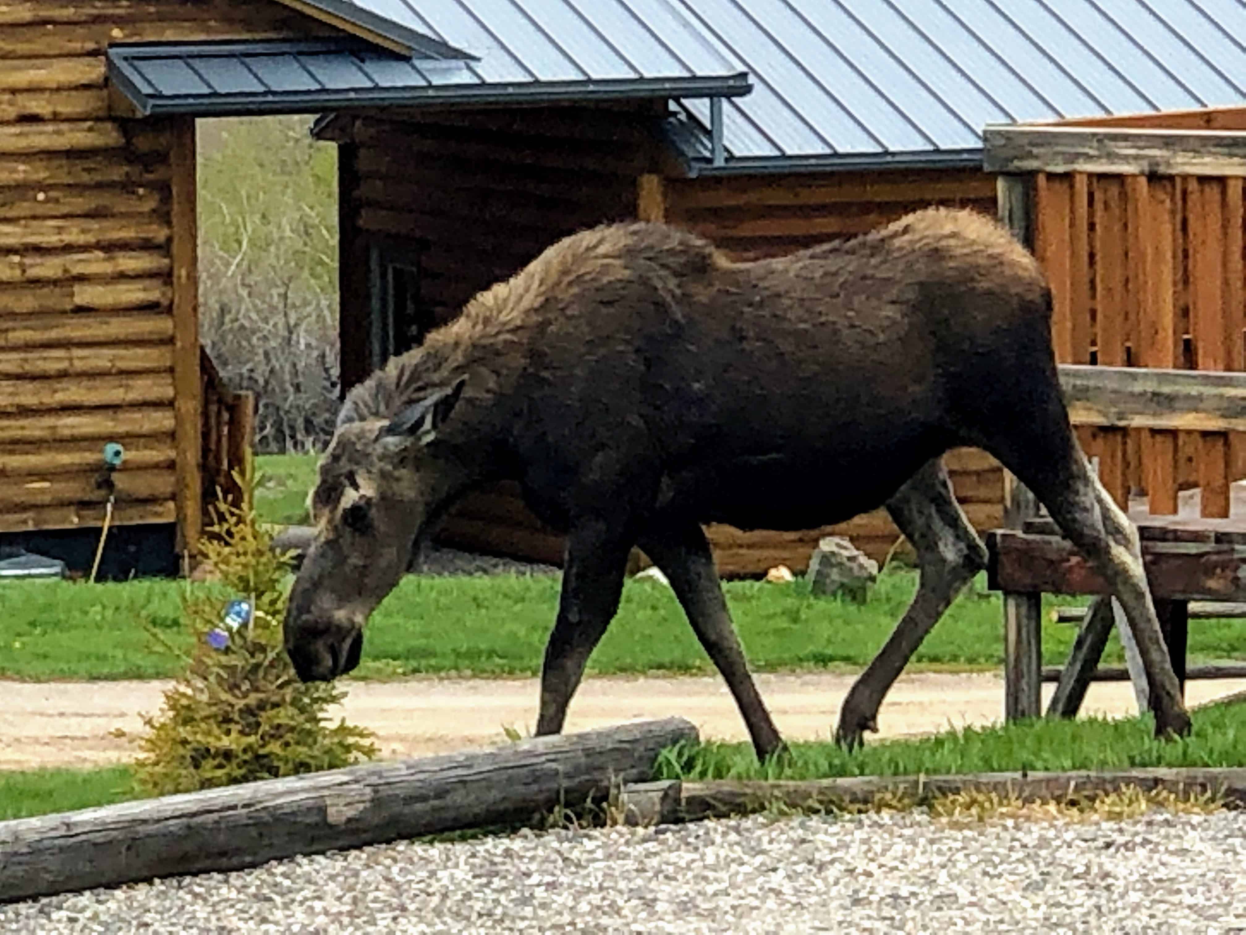 Rambling Moose Campground