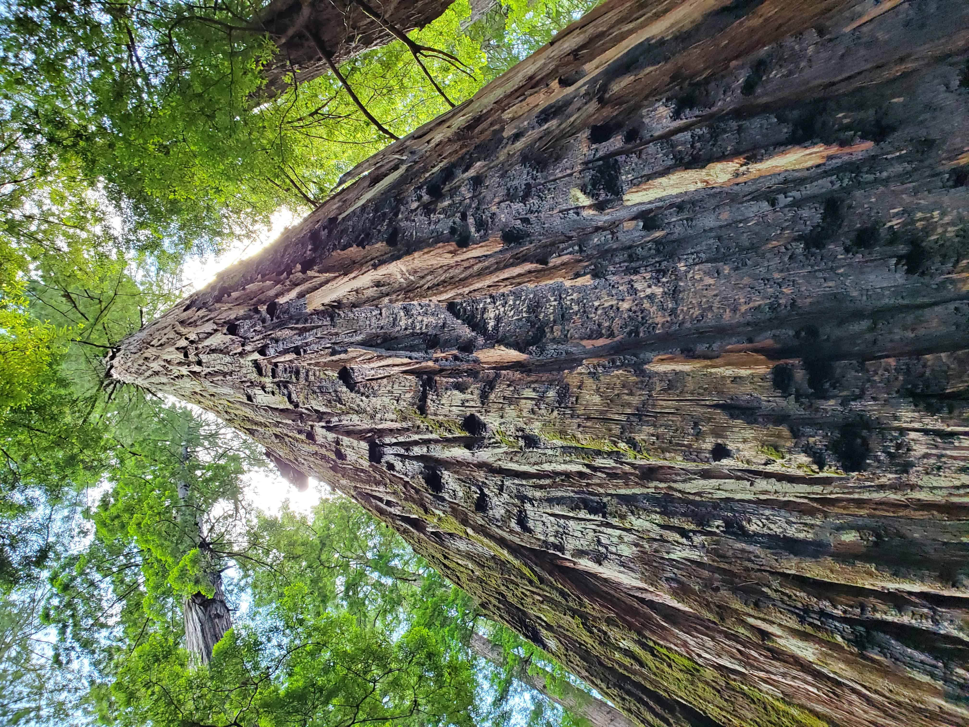 Giant Redwoods RV and Cabin Destination