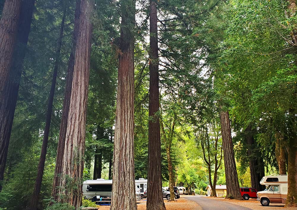 Giant Redwoods RV and Cabin Destination