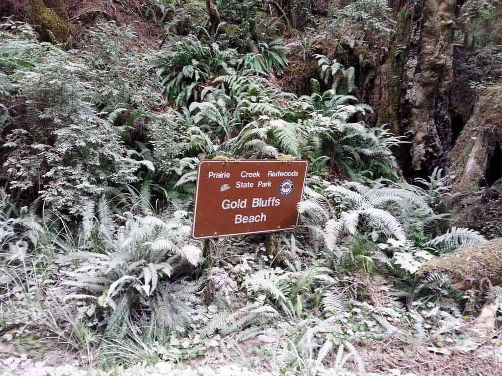 Gold Bluffs Beach Campground Prairie Creek Redwoods State Park