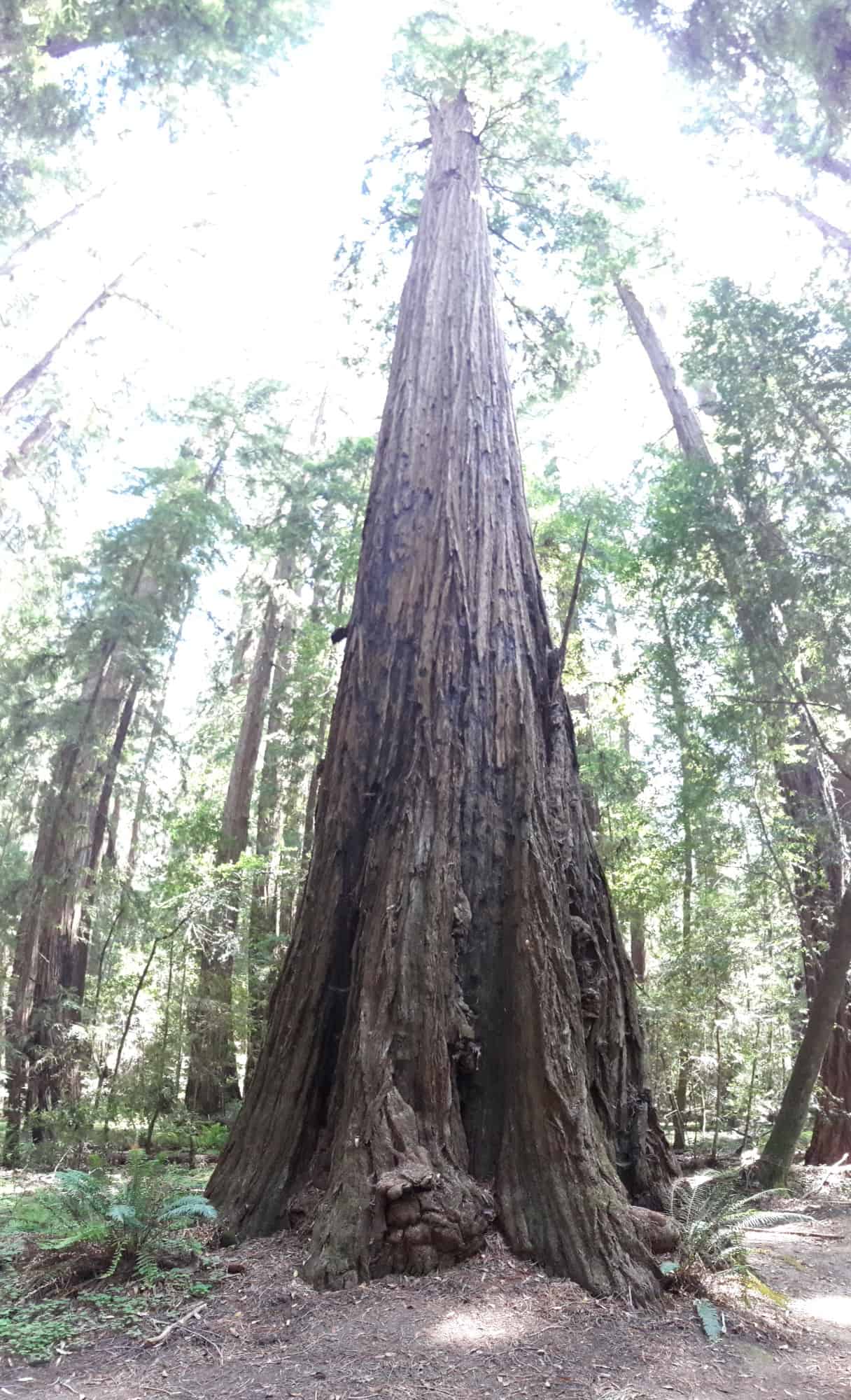 Hendy Woods State Park