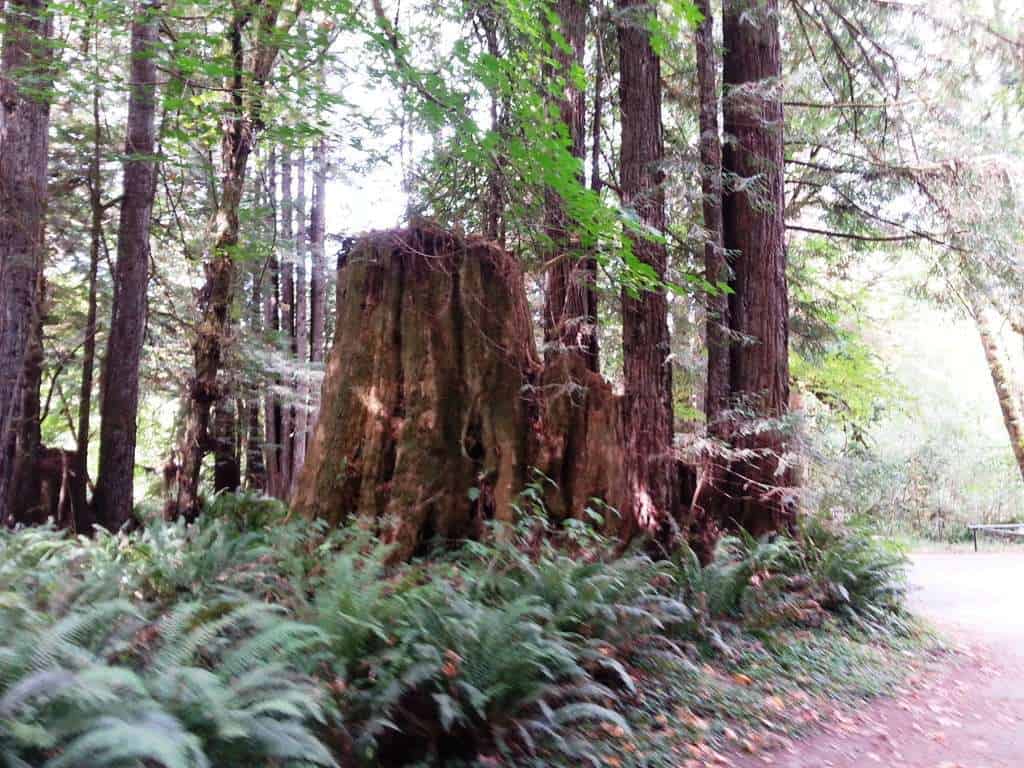 Mill Creek Campground