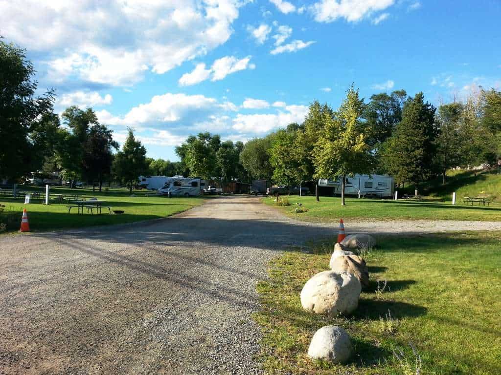 Pine Near RV Park & Campground