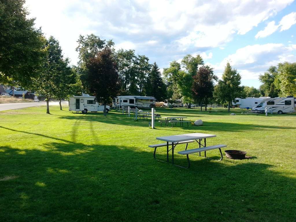 Pine Near RV Park & Campground
