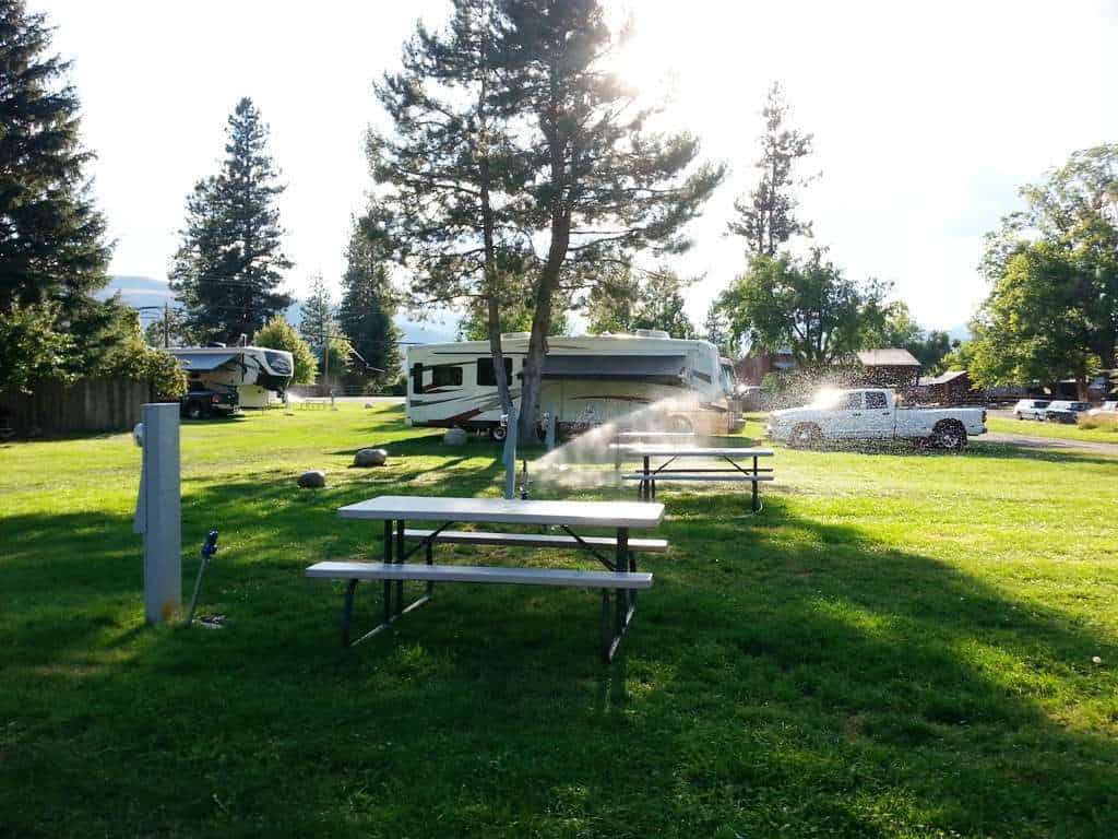 Pine Near RV Park & Campground