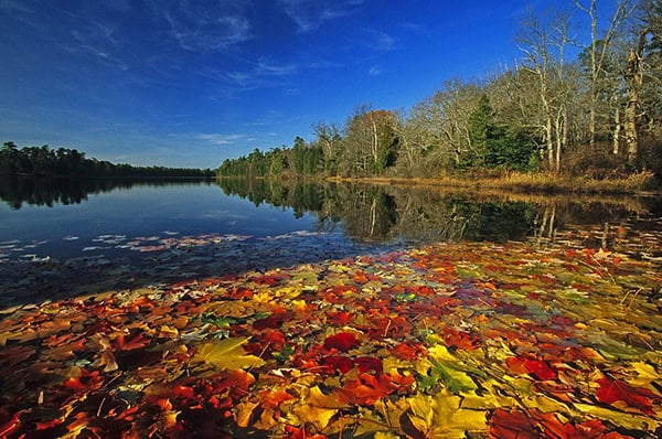 Wharton State Forest - Buttonwood Campground