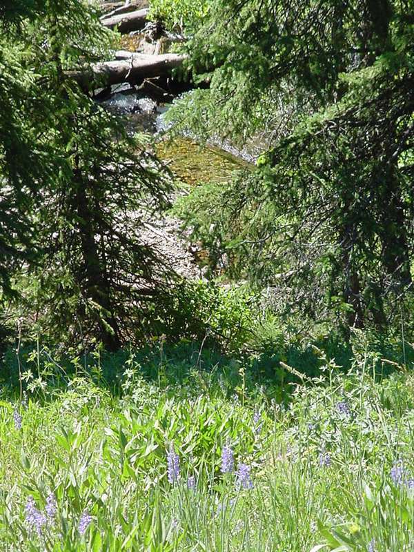 Soda Butte Campground