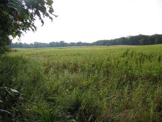 Thomas Woods in Marengo Ridge Conservation Area