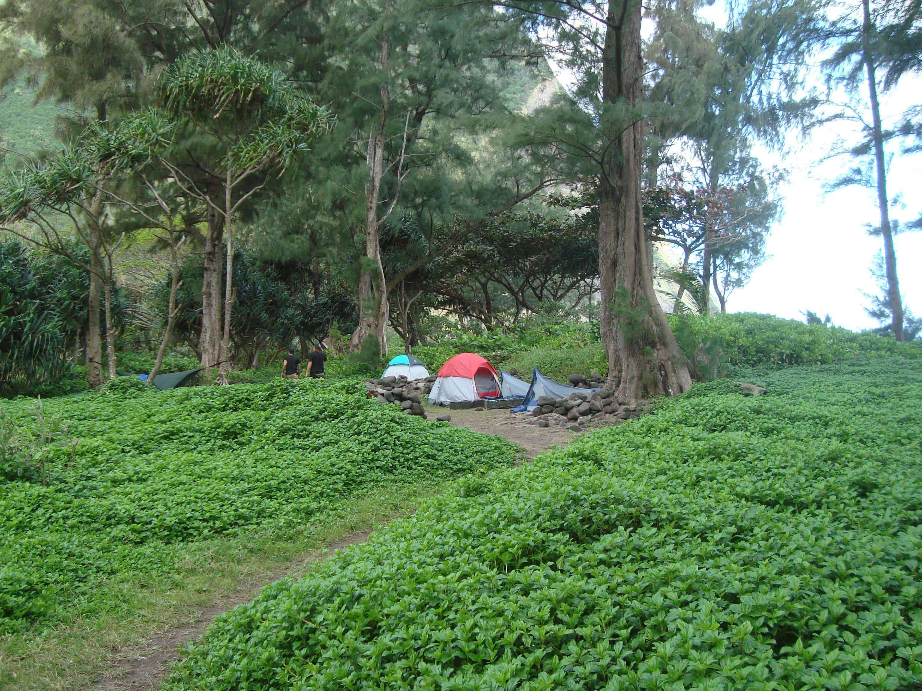 Waimanu Valley Campsite