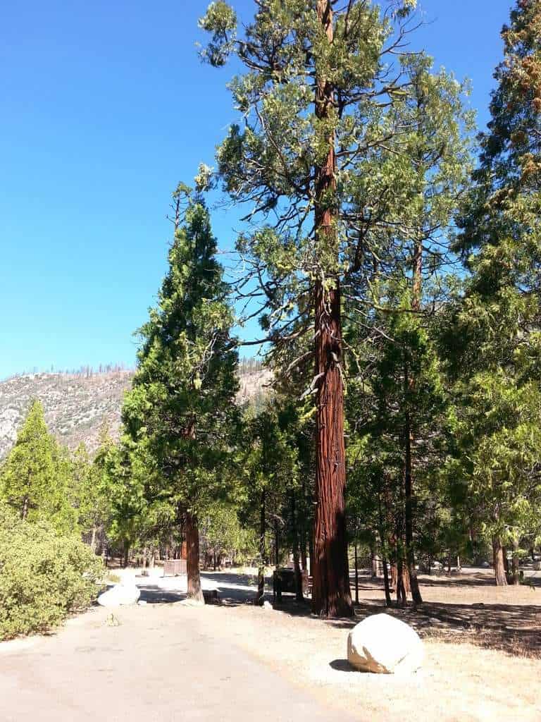 Moraine Campground (Cedar Grove)