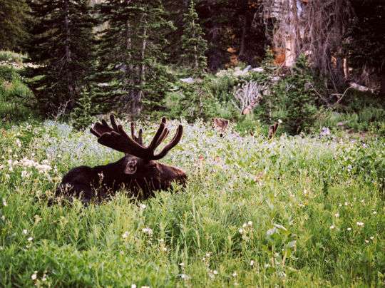 Albion Basin Campground