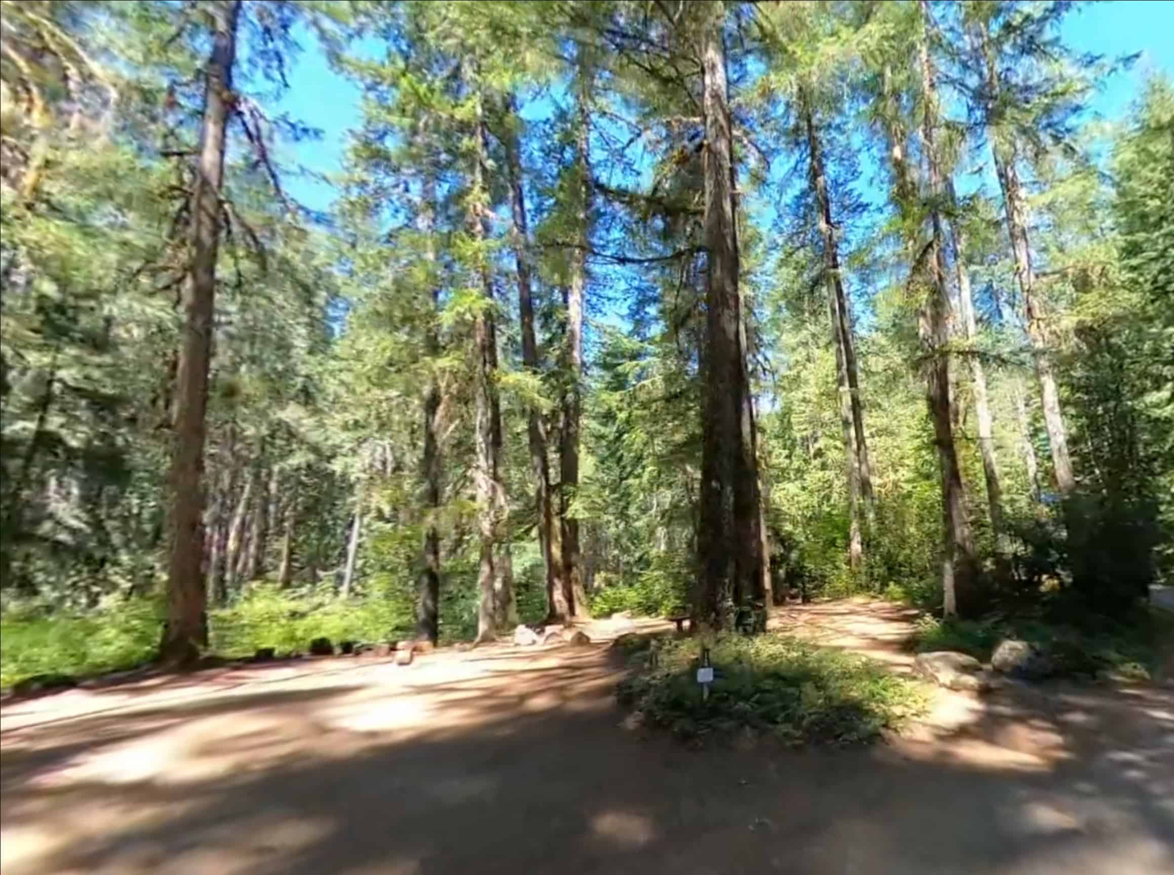 Olallie on Mckenzie Highway Campground