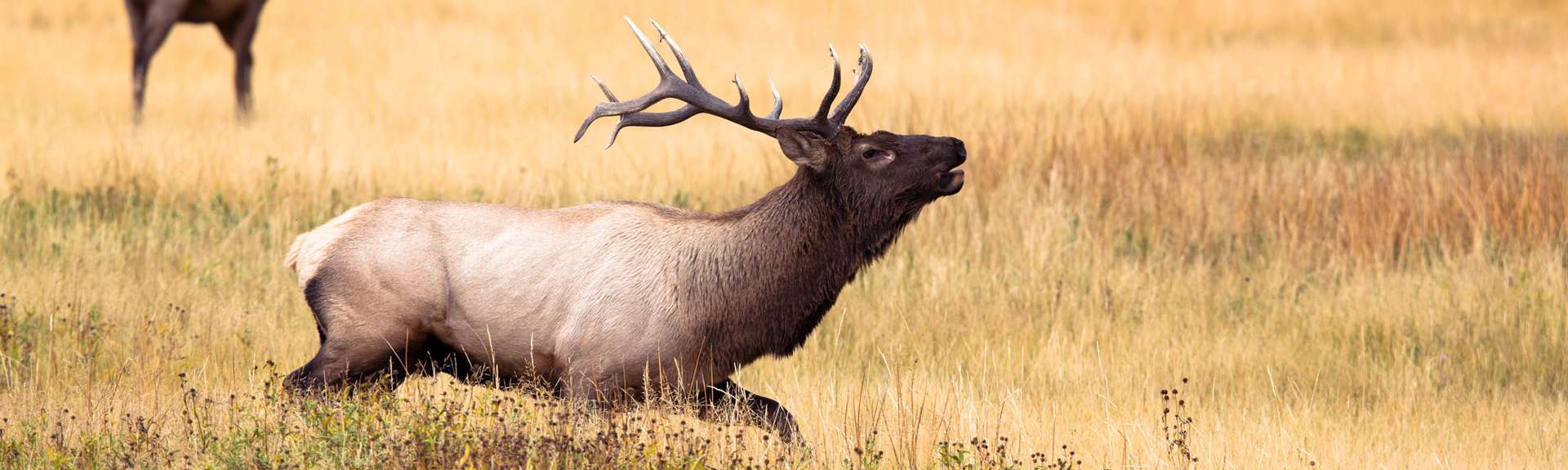 Webiner Recording - Yellowstone Camping Options