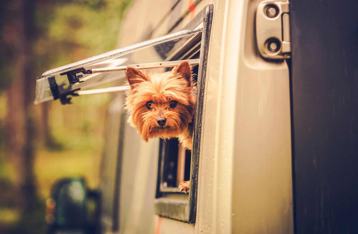 Top Dog Travelers: 10 Best RVs for Traveling to Dog Shows