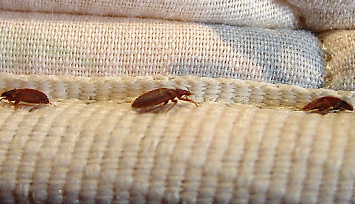 Bed Bugs in a Camper: What You Need to Know