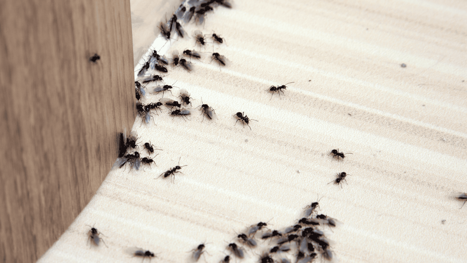 7 Incredibly Effective Home Remedies to Rid Your RV of Ants