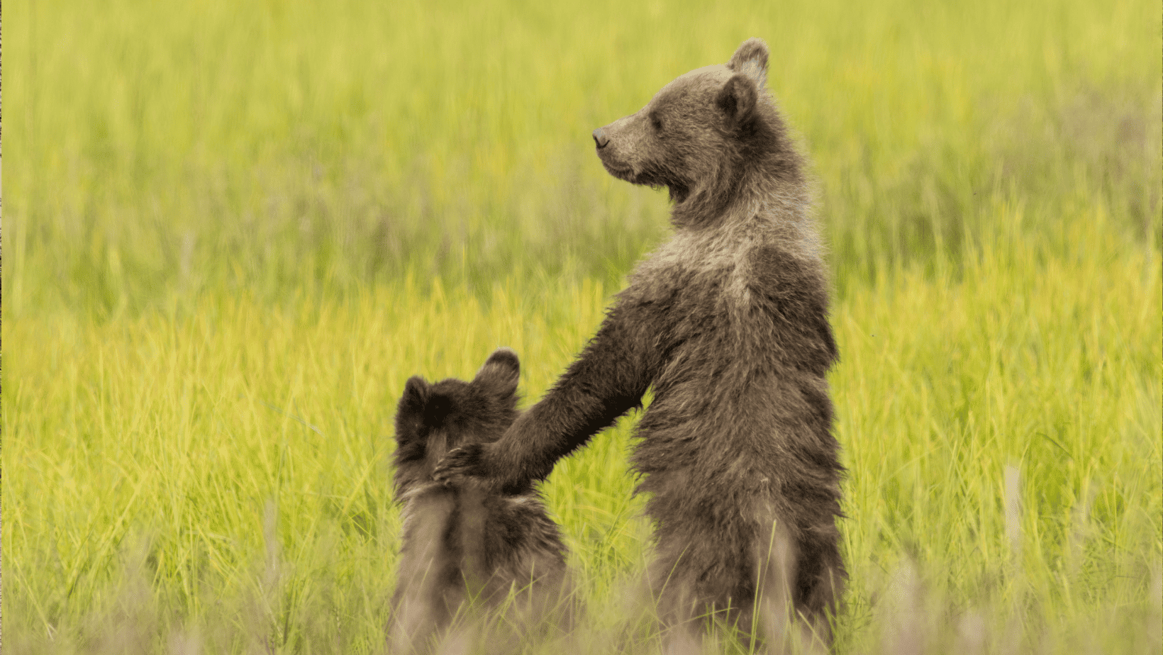 Bear-Proof Camping: Safeguarding Your RV Against Unwanted Visitors