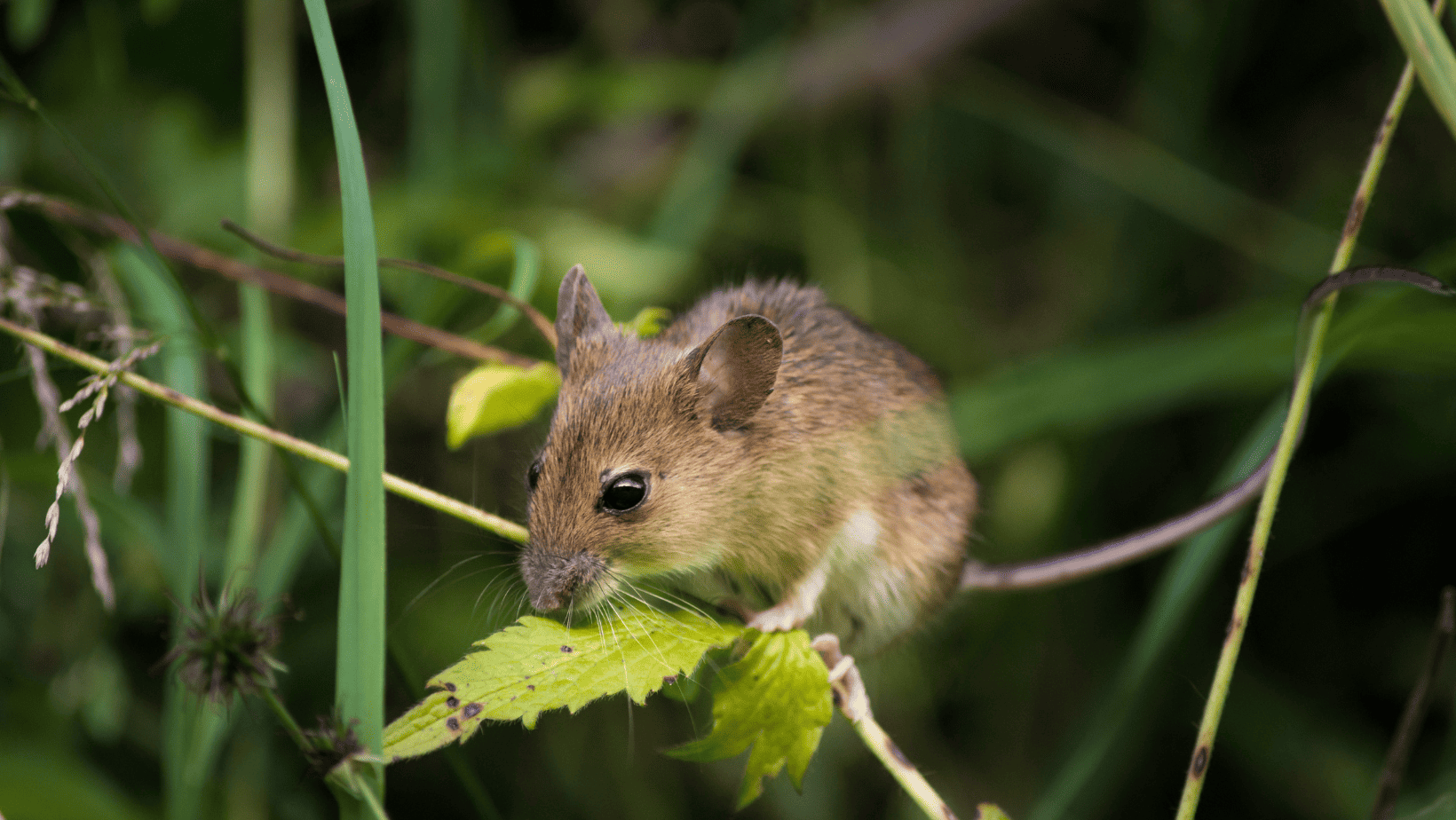 Mice Prevention in RVs and Campers: The Truth About Dryer Sheets