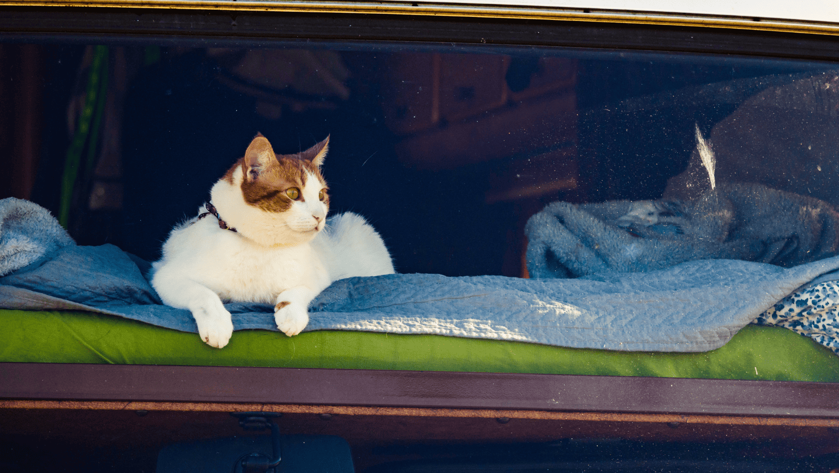 Purr-fect Companions on the Road: Essential Cat Accessories for RV Camping