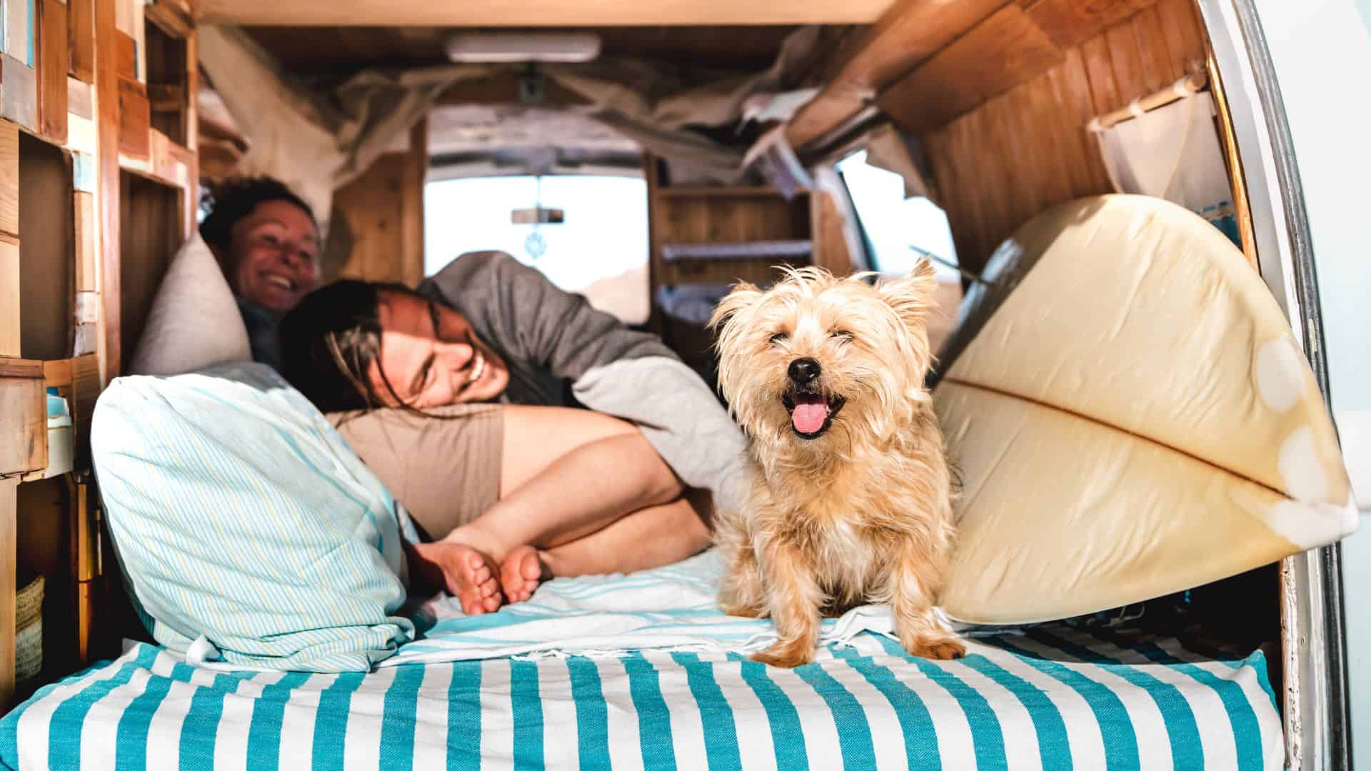 Clean and Cozy: How to Keep Your RV Tidy with Dogs - 5 Tips