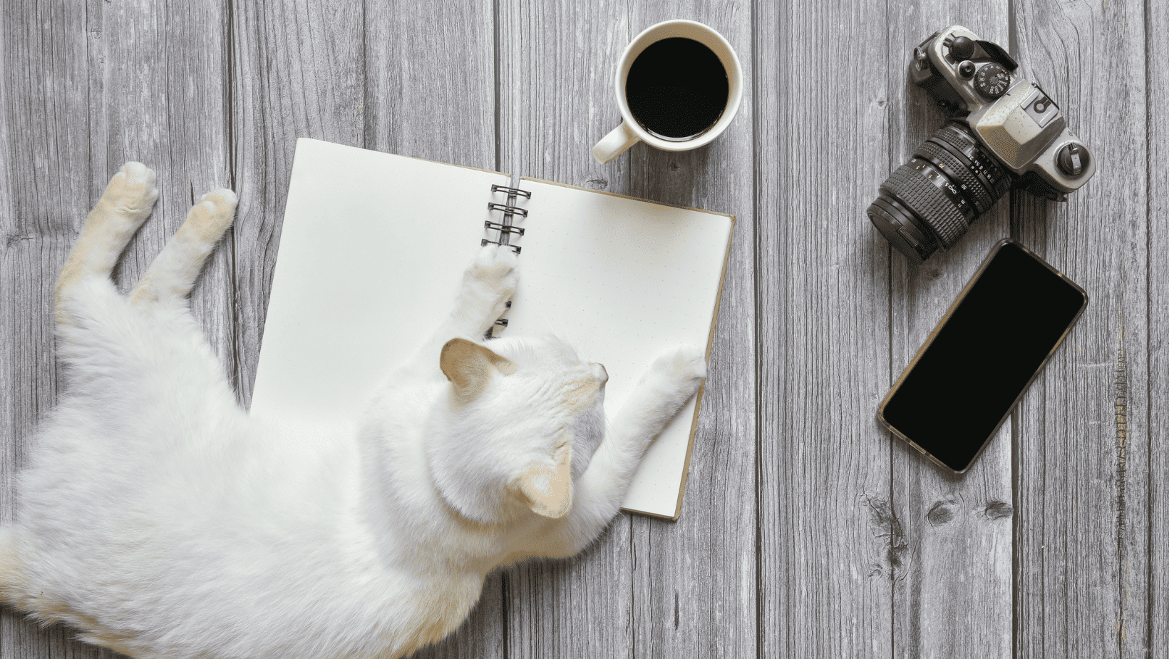 Stay Connected with Your Furry Friend: The Top 3 Pet Cameras for RV Use