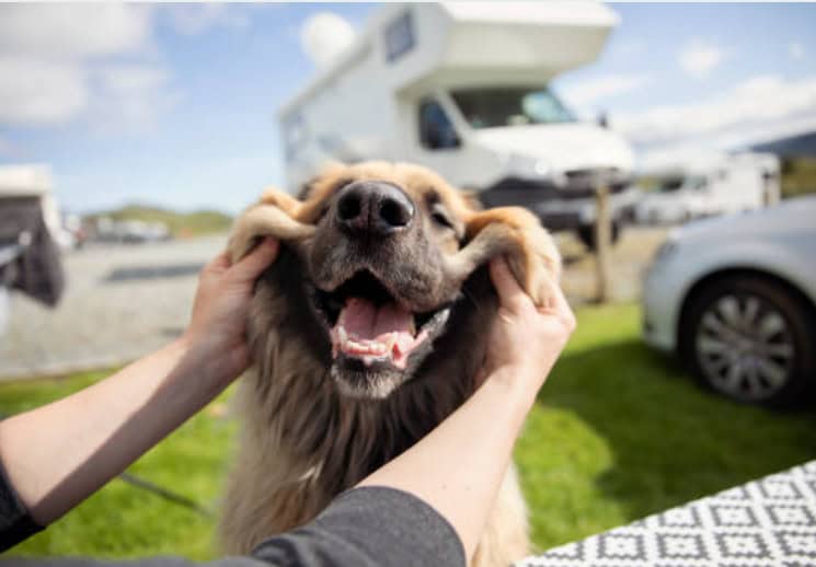 Pet-Friendly Camping: What to Expect and How to Avoid Surprise Fees