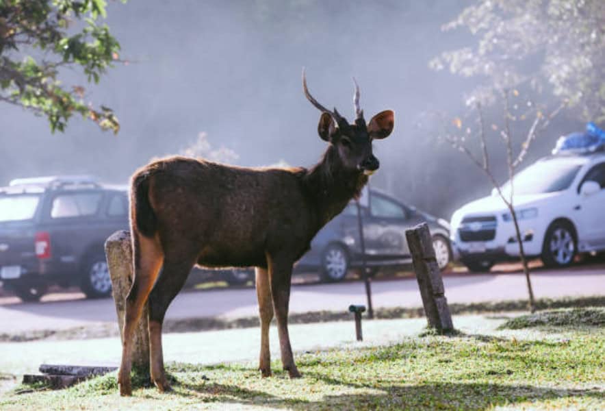 Wildlife Awareness: Understanding Deer Behavior to Stay Safe