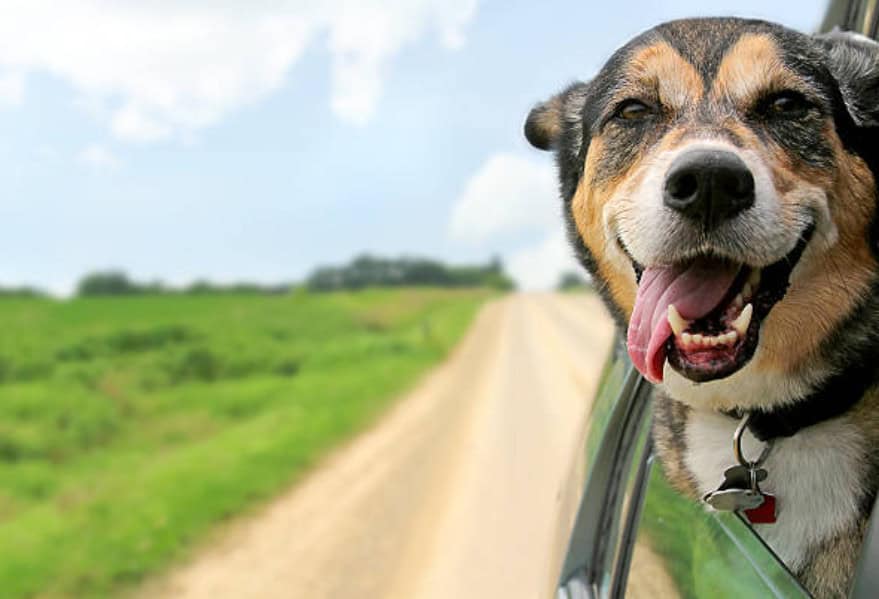 RV Modifications for Pet Owners: Creating a Pet-Friendly Home on Wheels